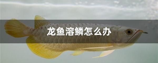 龍魚二個月不換水可以嗎：龍魚二個月不換水可以嗎二個月不換水可以嗎