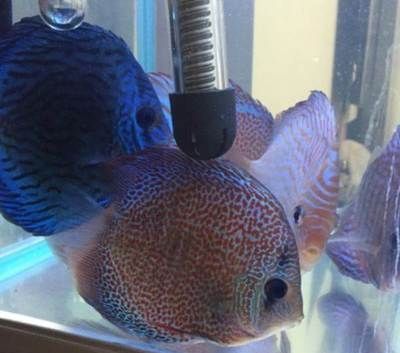龍魚和七彩神仙魚混養好嗎：龍魚和七彩神仙魚可以混養嗎
