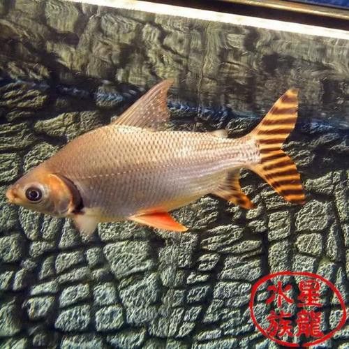 鳳魚和龍魚可以混養嗎圖片
