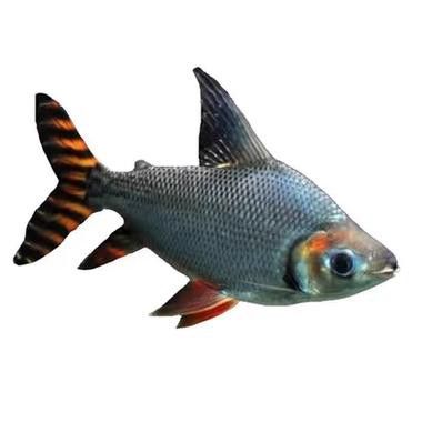鳳魚和龍魚可以混養嗎圖片