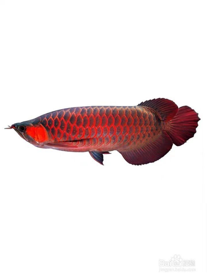 如何科學飼養金龍魚以延長其壽命？