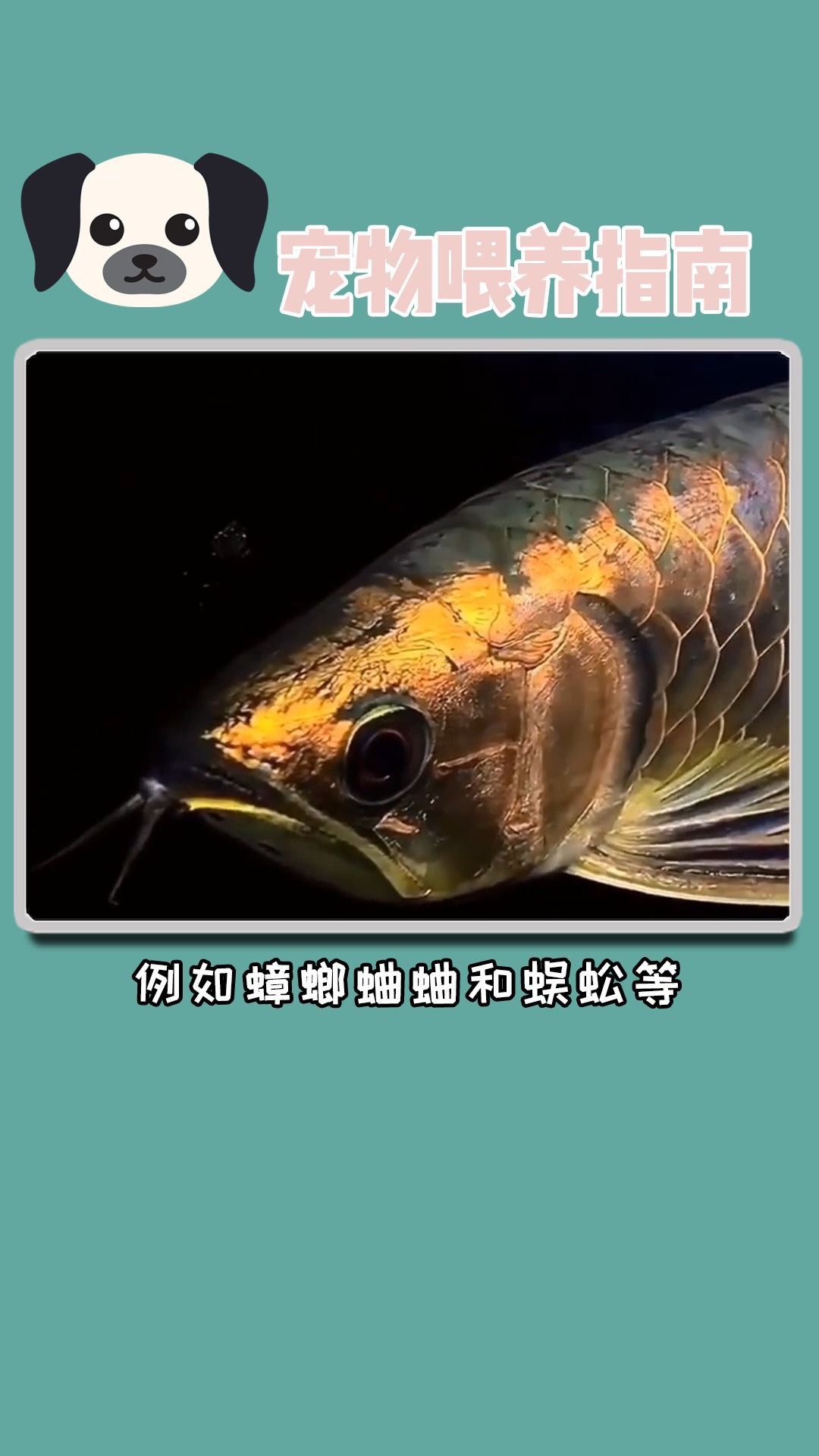 如何科學飼養金龍魚以延長其壽命？