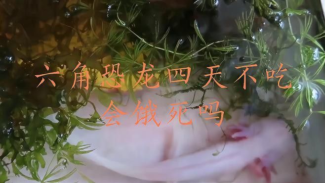 六角恐龍魚可以多久不吃東西了