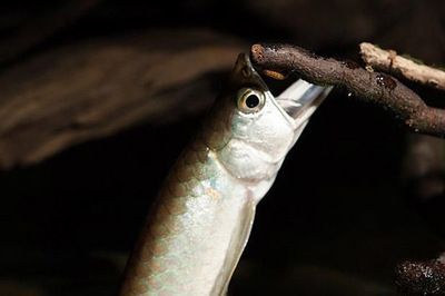 龍魚受驚了拒食怎么辦：龍魚受到驚嚇后拒食或出現其他健康問題，飼養者應該注意什么