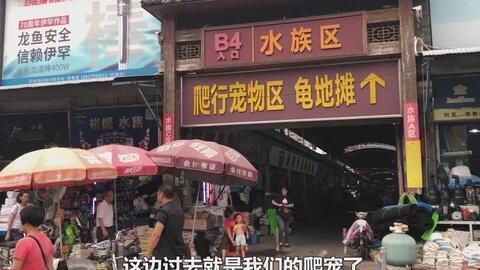 廣州龍魚市場在哪里（廣州最大的龍魚市場在哪兒）