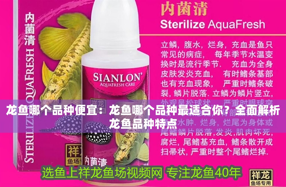 龍魚哪個品種便宜：龍魚哪個品種最適合你？全面解析龍魚品種特點