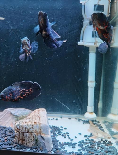 恐龍魚跳缸可以救嗎圖片視頻