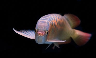 龍魚垂尾，上跳下跳的原因分析（龍魚的尾巴下垂可能由多種因素引起，營養不良可能是因為）