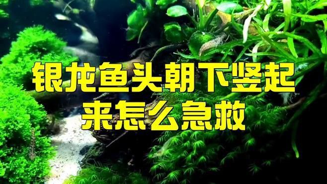 如何預防龍魚豎立行為？