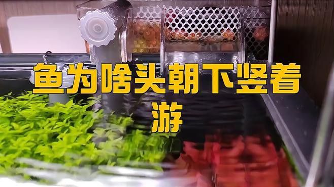 如何預防龍魚豎立行為？