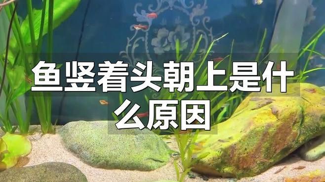 如何預防龍魚豎立行為？