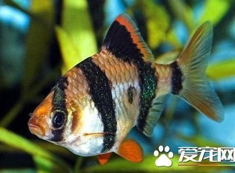 龍魚白天趴缸晚上活動：龍魚晚上趴缸白天死亡，原因分析與預防措施