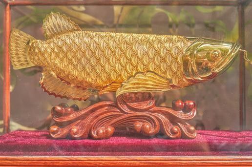 黃金金龍魚圖片大全大圖