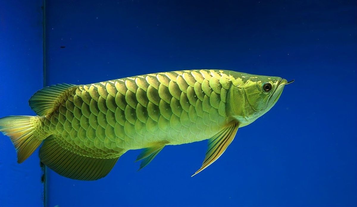 黃金金龍魚圖片大全大圖