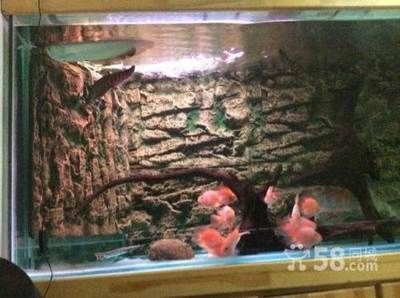 養(yǎng)龍魚多大缸：養(yǎng)龍魚所需的魚缸尺寸