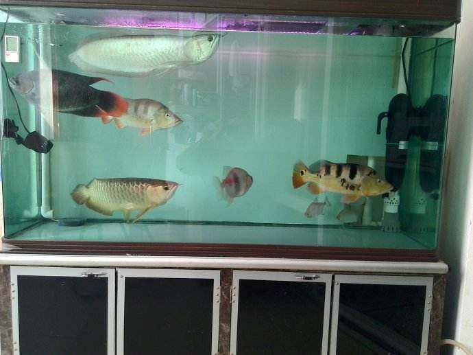 養(yǎng)龍魚多大缸：養(yǎng)龍魚所需的魚缸尺寸