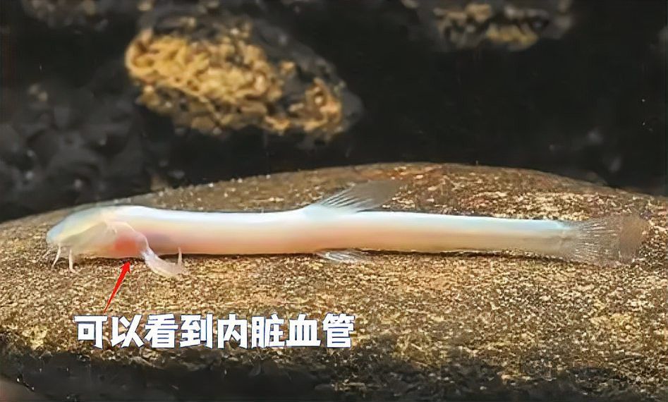 桂林龍魚來源是什么魚