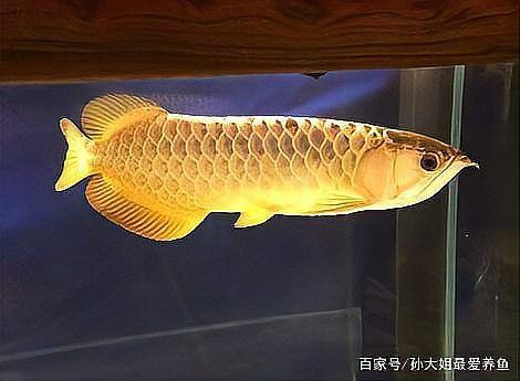 哪些魚類不適合與過背金龍混養？