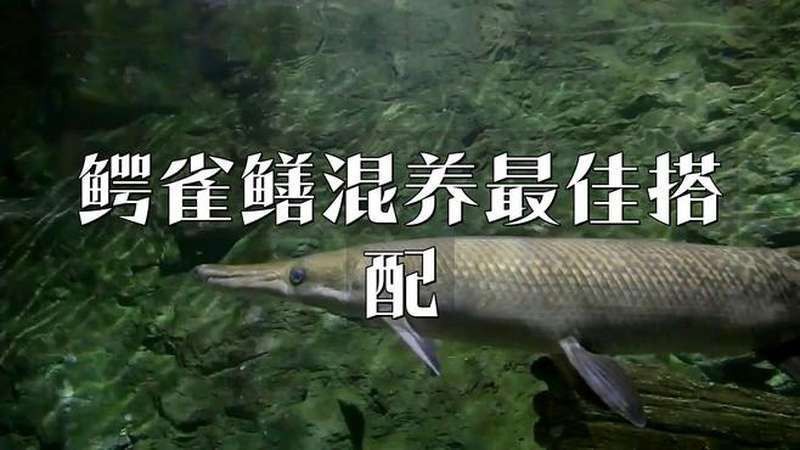 白化鱷雀鱔能和金龍魚混養(yǎng)嗎