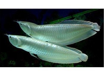 銀龍魚(yú)苗缸內(nèi)布局技巧：銀龍魚(yú)苗的缸內(nèi)布局技巧