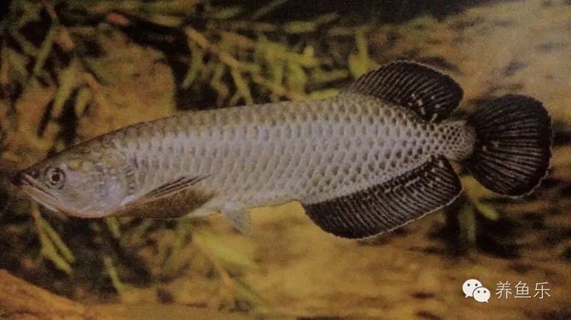 澳洲星點(diǎn)龍魚吃蛇