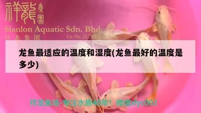 龍魚最合適的溫度是多少：關(guān)于龍魚最合適的水溫的詳細(xì)信息