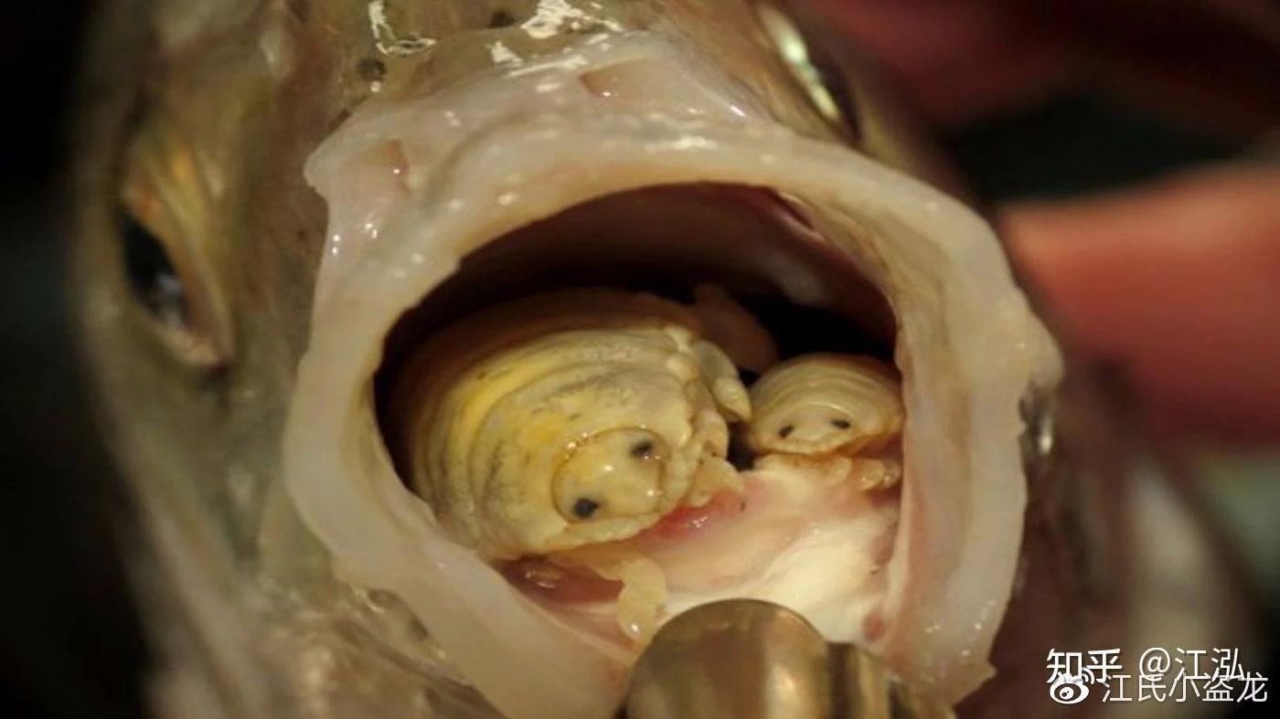 龍魚(yú)的嘴撞傷了會(huì)死嗎：龍魚(yú)的嘴巴撞傷了會(huì)死嗎，龍魚(yú)的嘴撞傷了會(huì)死嗎