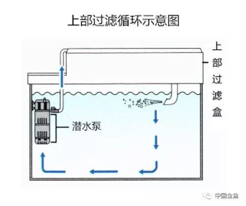 如何選擇適合龍魚的過濾器