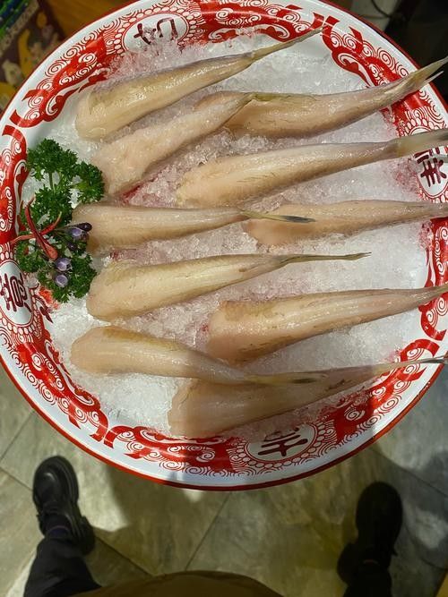 順德火龍魚圖片