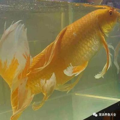 龍鳳鯉魚與普通鯉魚區別：龍鳳鯉魚與普通鯉魚之間的區別龍鳳鯉魚與金魚的區別