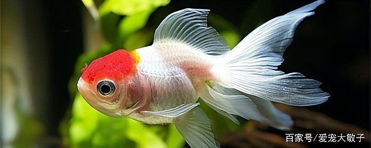 龍魚憋卵會死嗎？