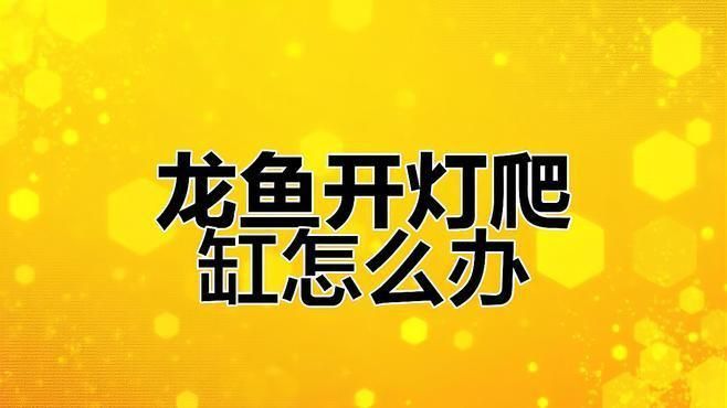 龍魚趴缸開燈好還是不開燈好
