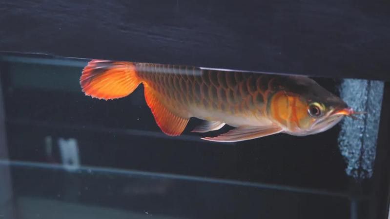 還有哪些金龍魚漁場？ 還有哪些金龍魚漁場？ 龍魚百科 第4張
