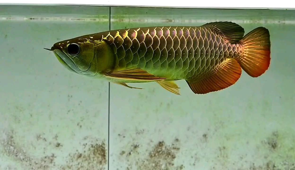 龍魚發色秘訣是什么呢視頻：如何讓龍魚發色
