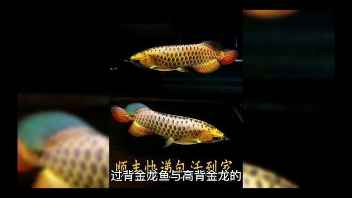過背金龍魚和高背金龍魚怎樣區分：如何區分過背金龍魚和高背金龍魚