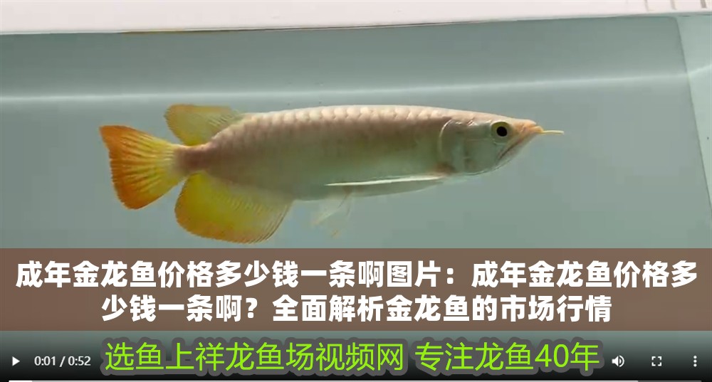 成年金龍魚價格多少錢一條啊圖片：成年金龍魚價格多少錢一條啊？全面解析金龍魚的市場行情