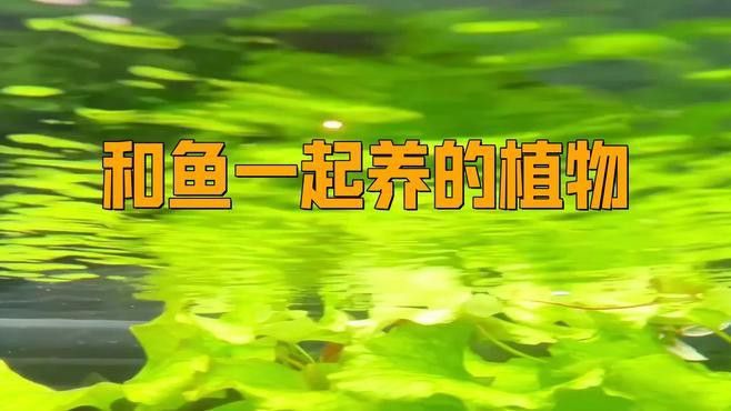 哪些植物適合與龍魚混養？