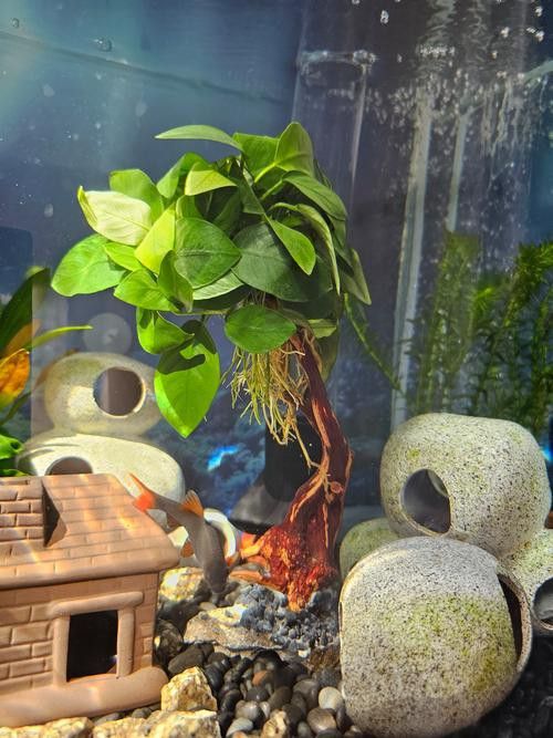 哪些植物適合與龍魚混養？