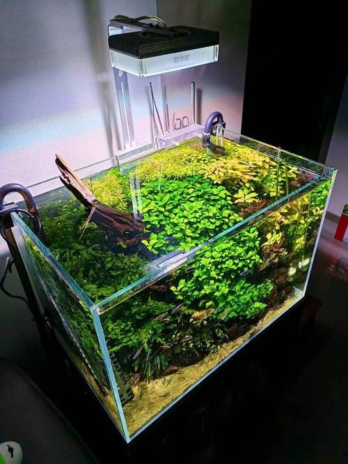 哪些植物適合與龍魚混養？