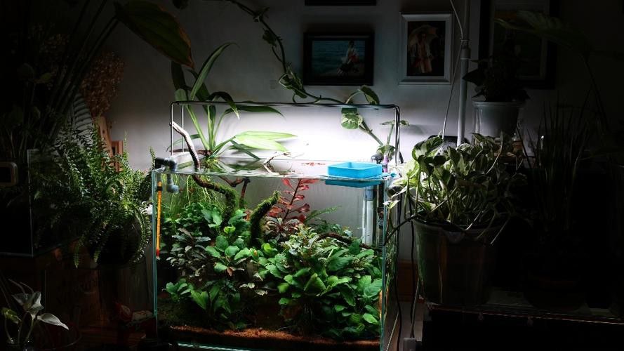 哪些植物適合與龍魚混養？