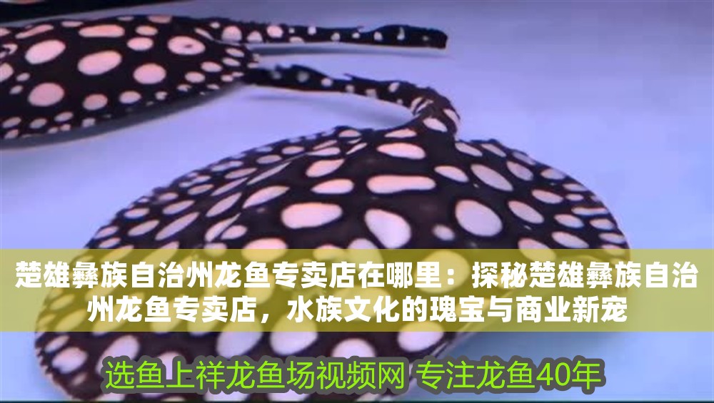 楚雄彝族自治州龍魚專賣店在哪里：探秘楚雄彝族自治州龍魚專賣店，水族文化的瑰寶與商業新寵