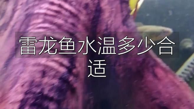 鬼王雷龍的最佳飼養溫度是多少？