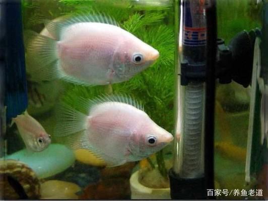 紅龍魚張大嘴怎么回事圖片（紅龍魚張大嘴怎么回事圖片大全）