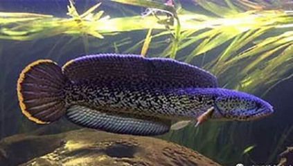 野生雷龍魚的食物來源主要包括以下幾個方面：野生雷龍魚：野生雷龍魚吃什么？