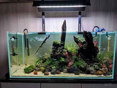 龍魚缸底層魚的選擇（適合與龍魚混養的底層魚）
