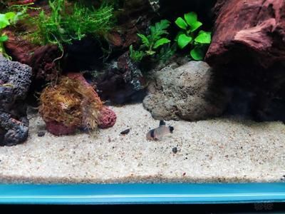 龍魚缸底層魚的選擇（適合與龍魚混養的底層魚）