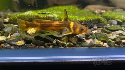 龍魚缸底層魚的選擇（適合與龍魚混養的底層魚）