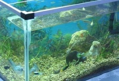 龍魚缸底層魚的選擇（適合與龍魚混養的底層魚）
