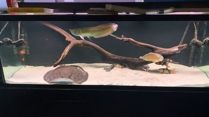龍魚缸底層魚的選擇（適合與龍魚混養的底層魚）
