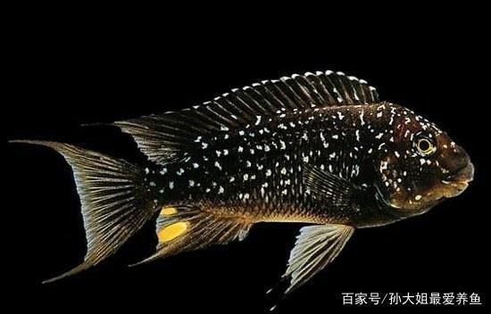 白色長魚的種類和特點：白化觀賞魚的種類與特點熱帶觀賞魚的種類與特點